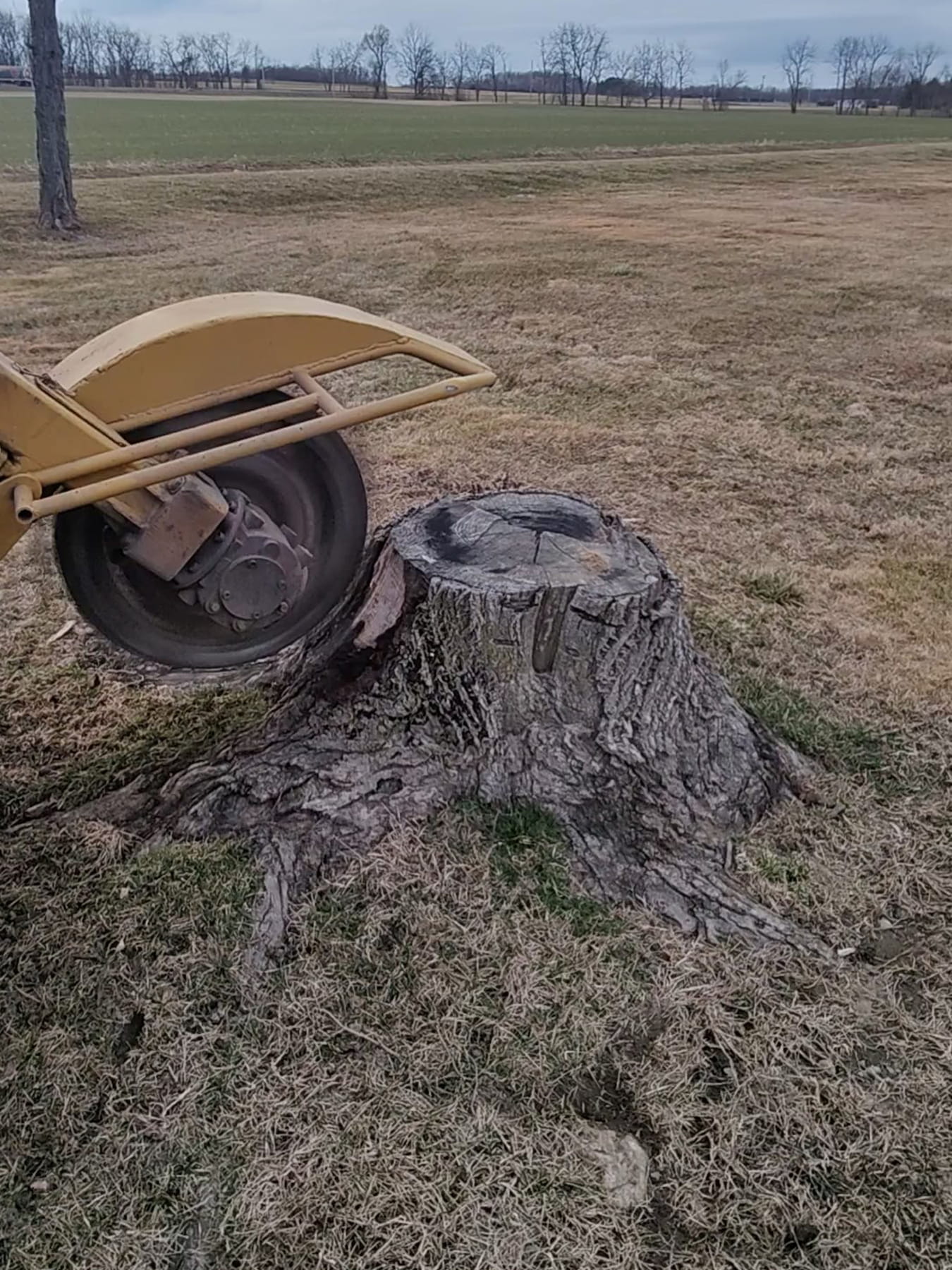 Stump-Griding-before