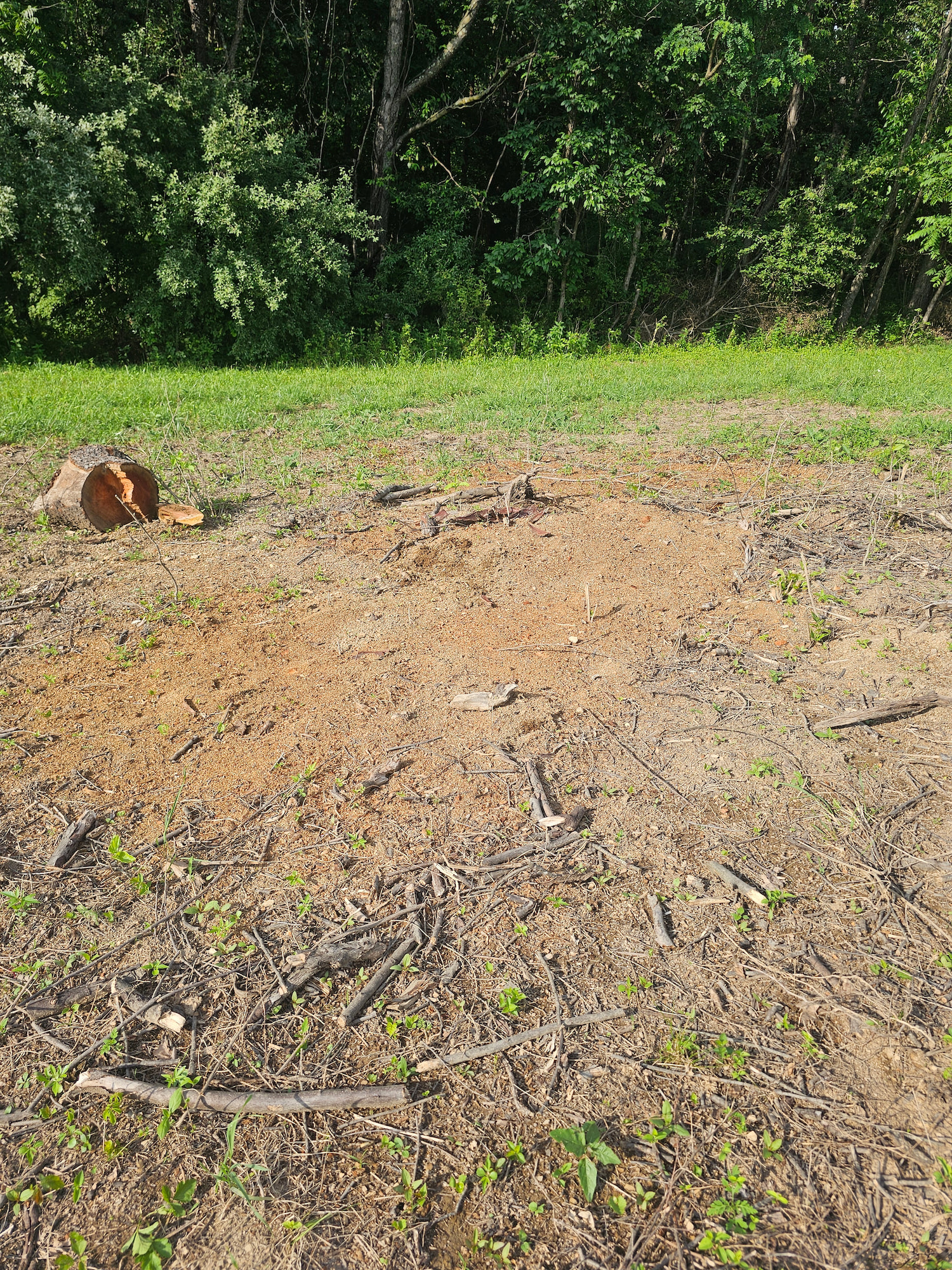 Complete removal of a dense hickory stump in virginia in jpeg