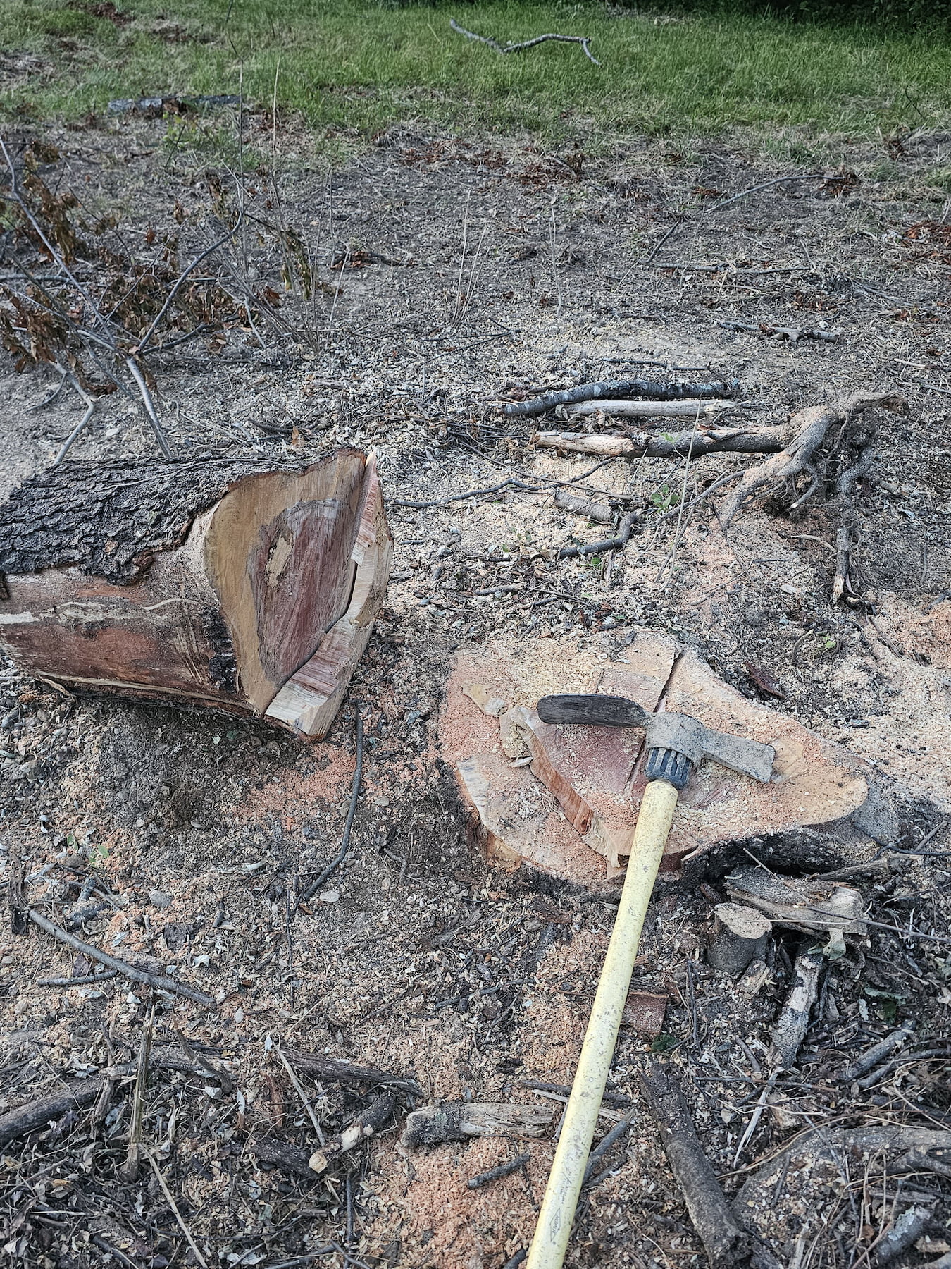 Stump-Griding-before