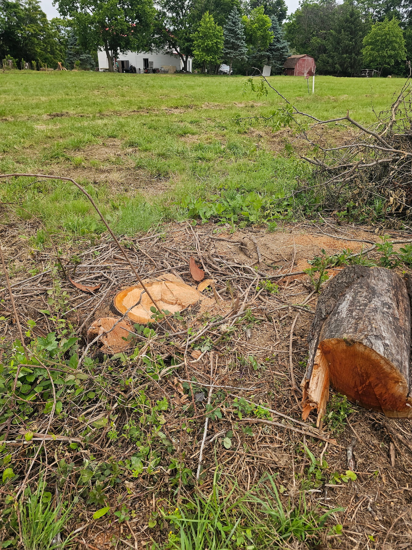 Stump removed in Virginia under harsh sunlight for field preparation in jpeg