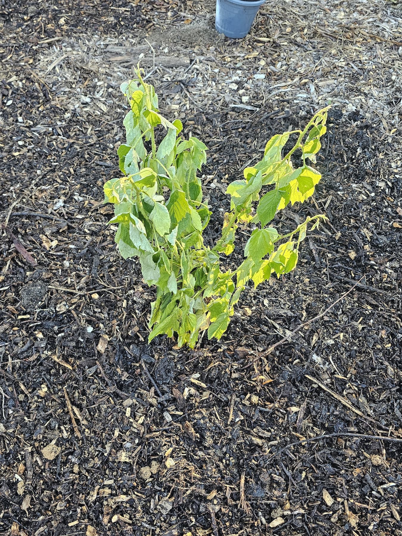 the photo of planter rspberry bush in rural VA