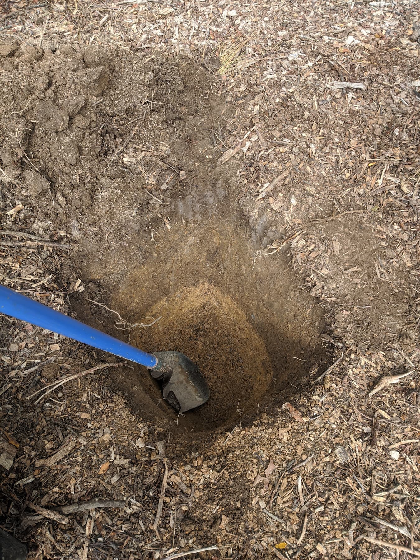 pit for the blackberry bush in winchester va