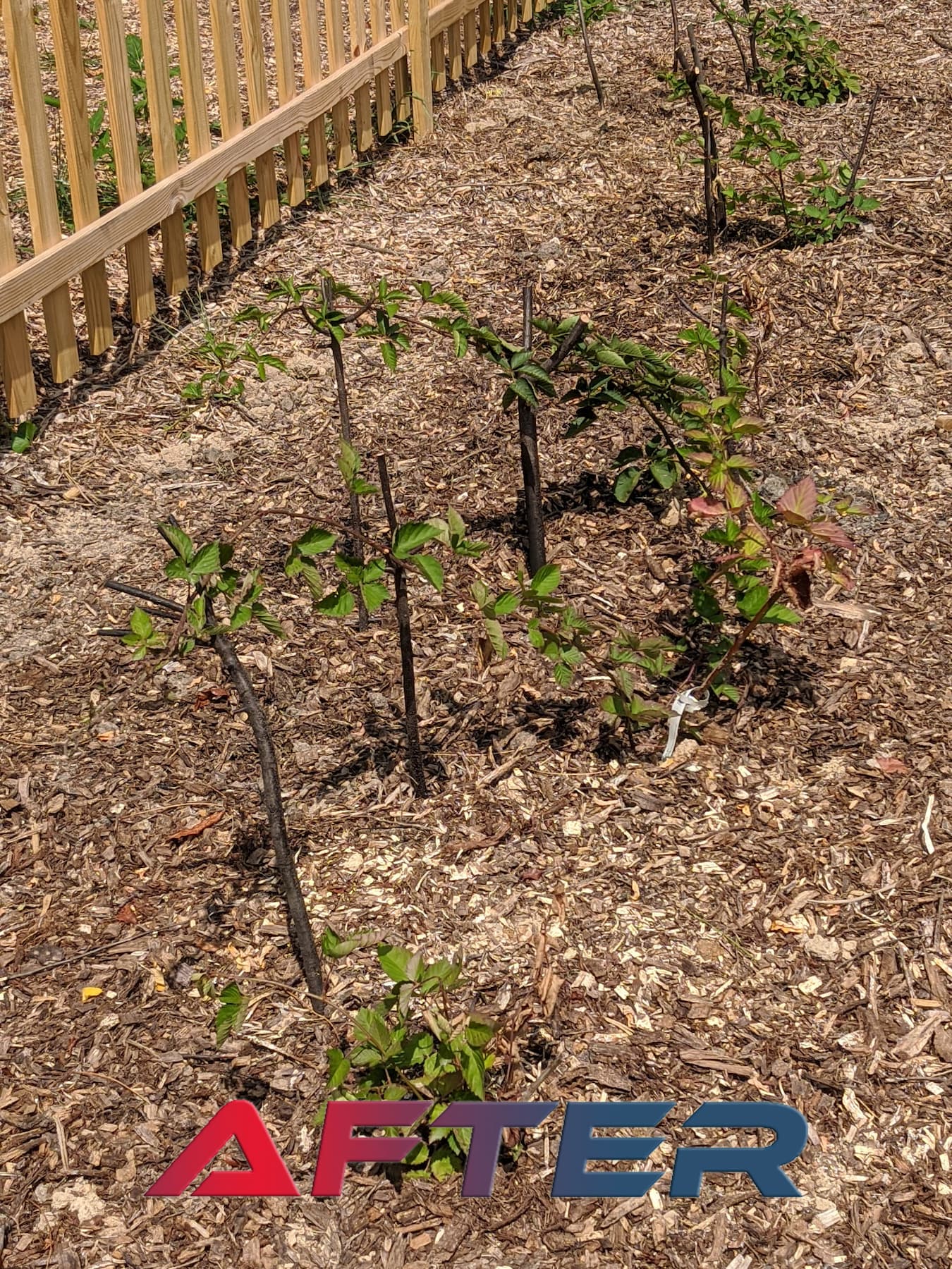 Stump-grinding-and-surface-leveling-of-a-black-walnut-after-grinding