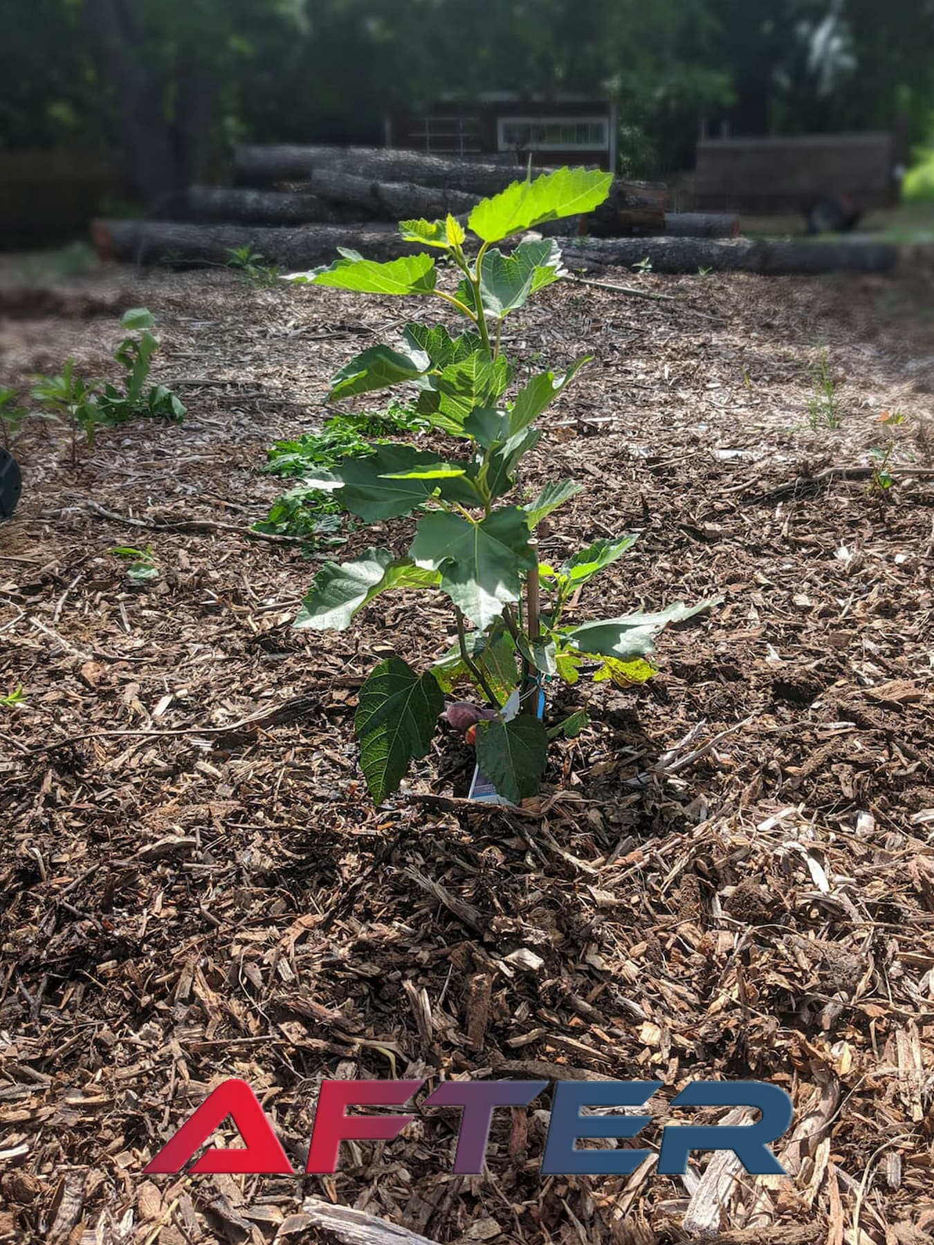 fig tree planted near winchester
