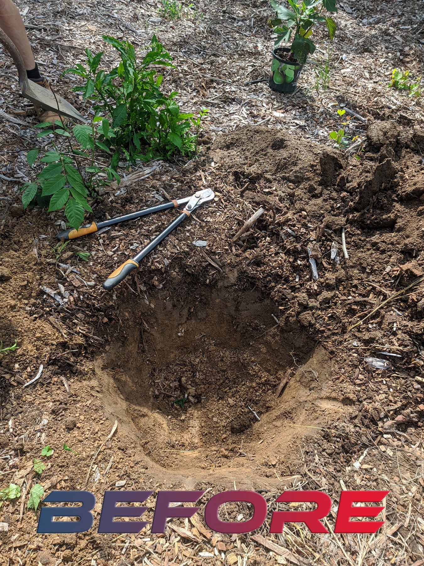 the photo of the pit for the fig tree near winchester