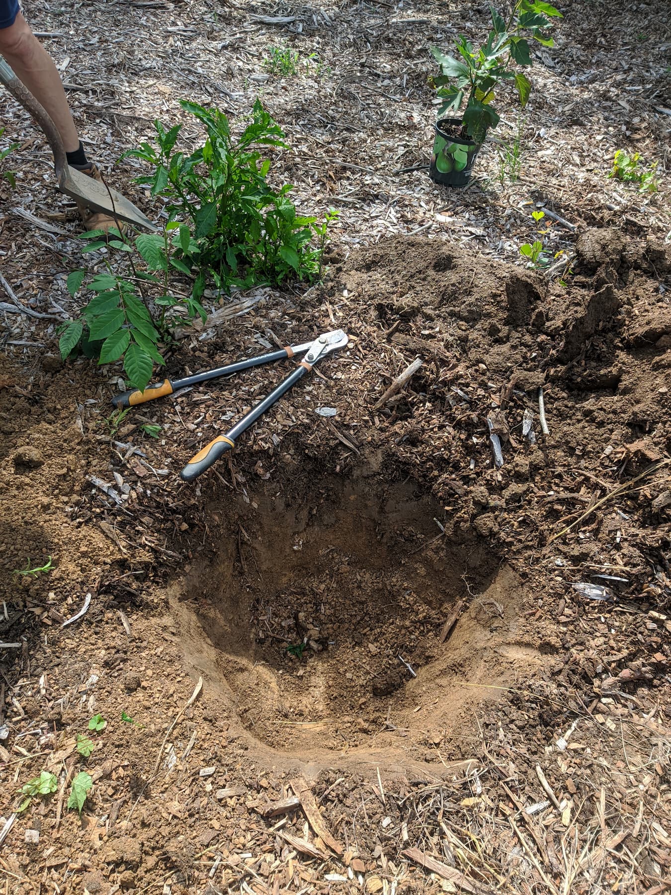 pit for the fig tree in the process