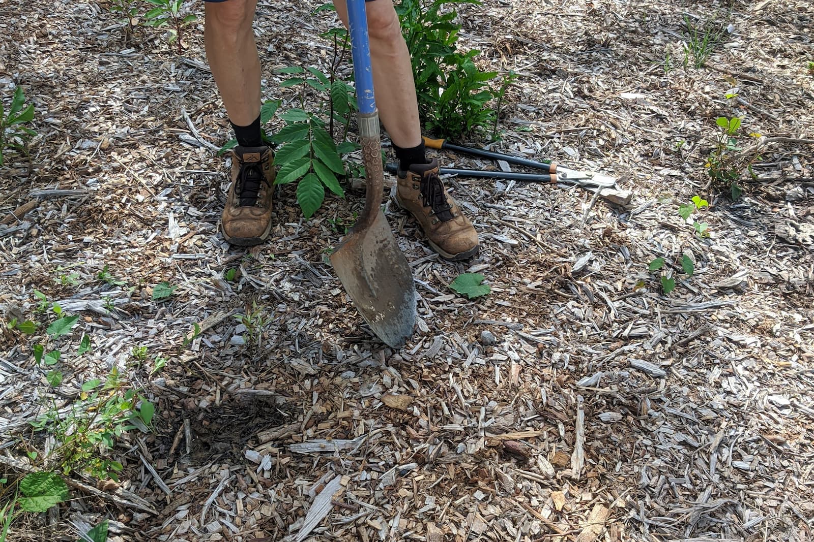 chose the place where to plant the tree