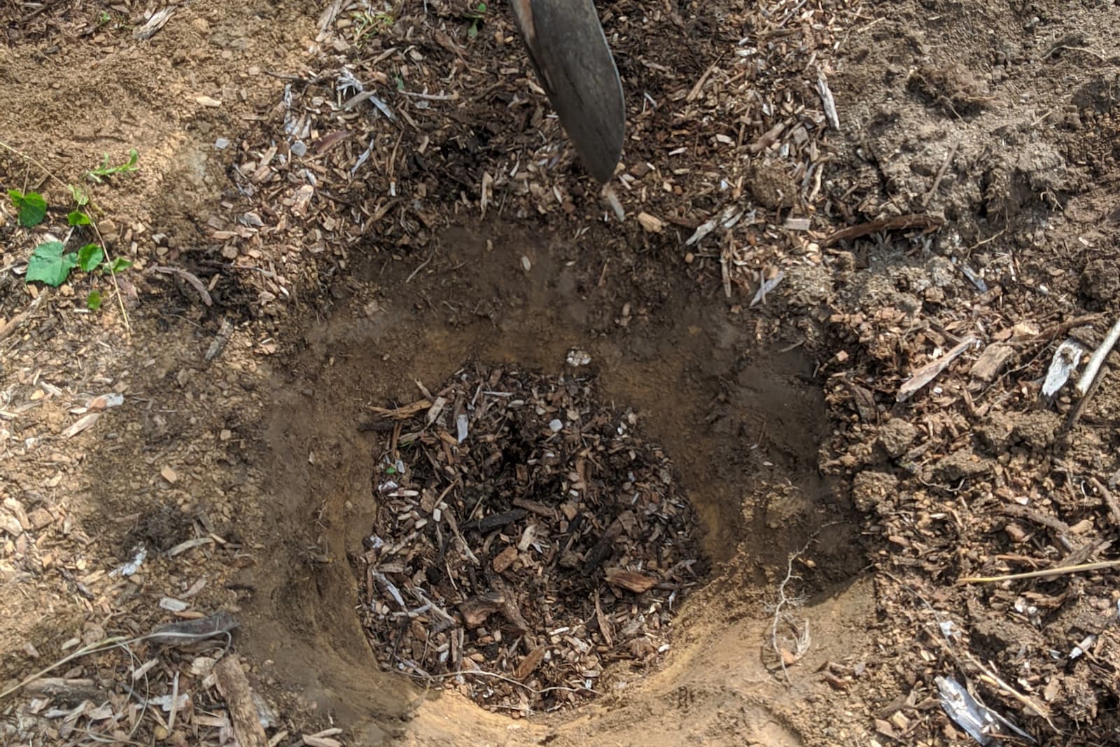 chose the place where to plant the tree