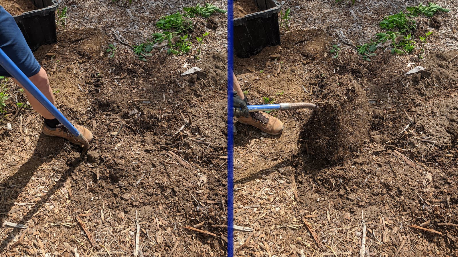 chose the place where to plant the tree