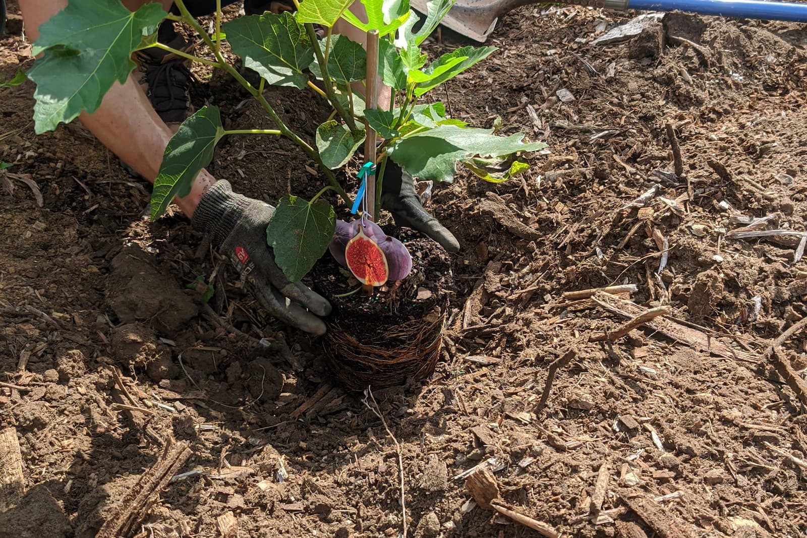 chose the place where to plant the tree