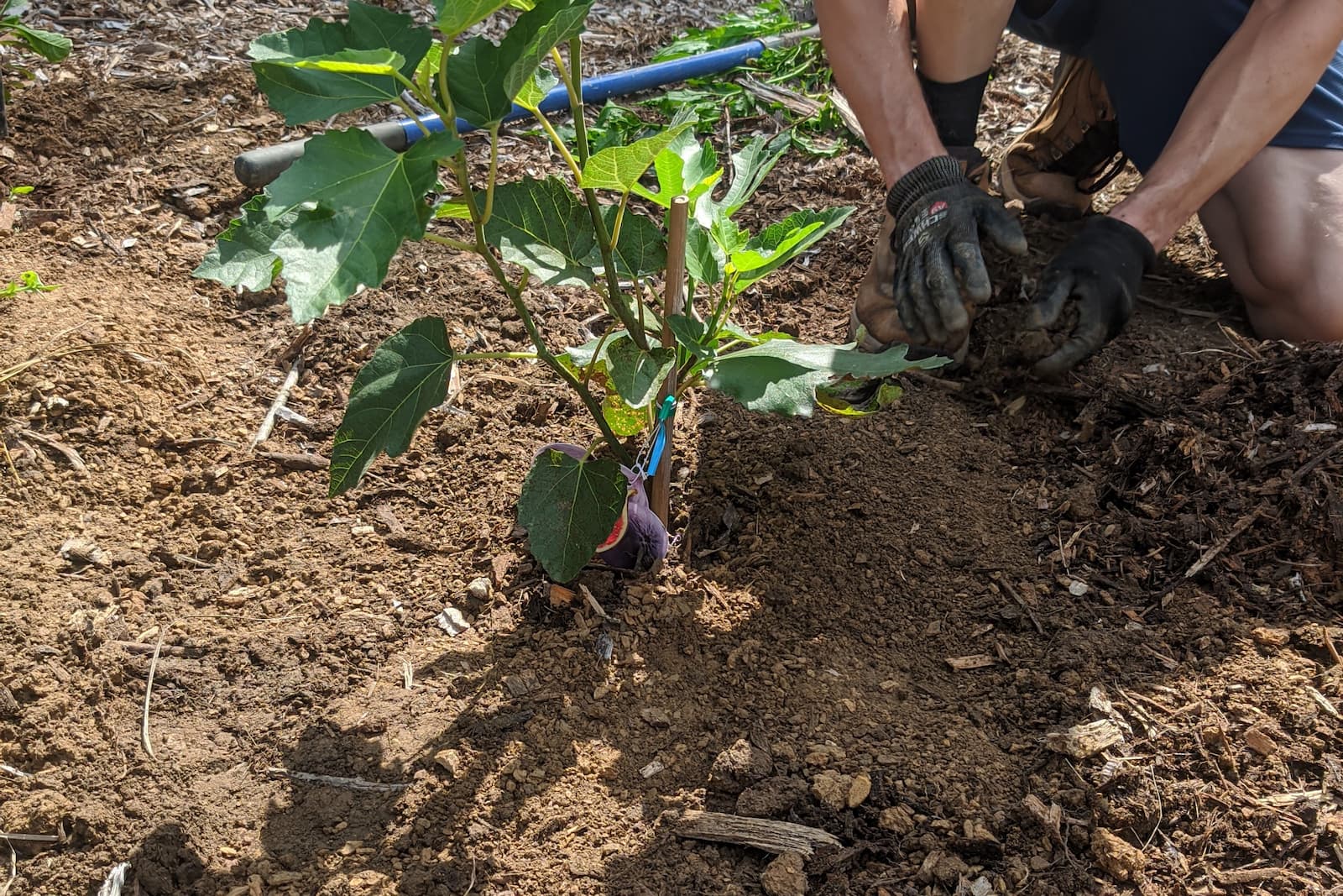 chose the place where to plant the tree