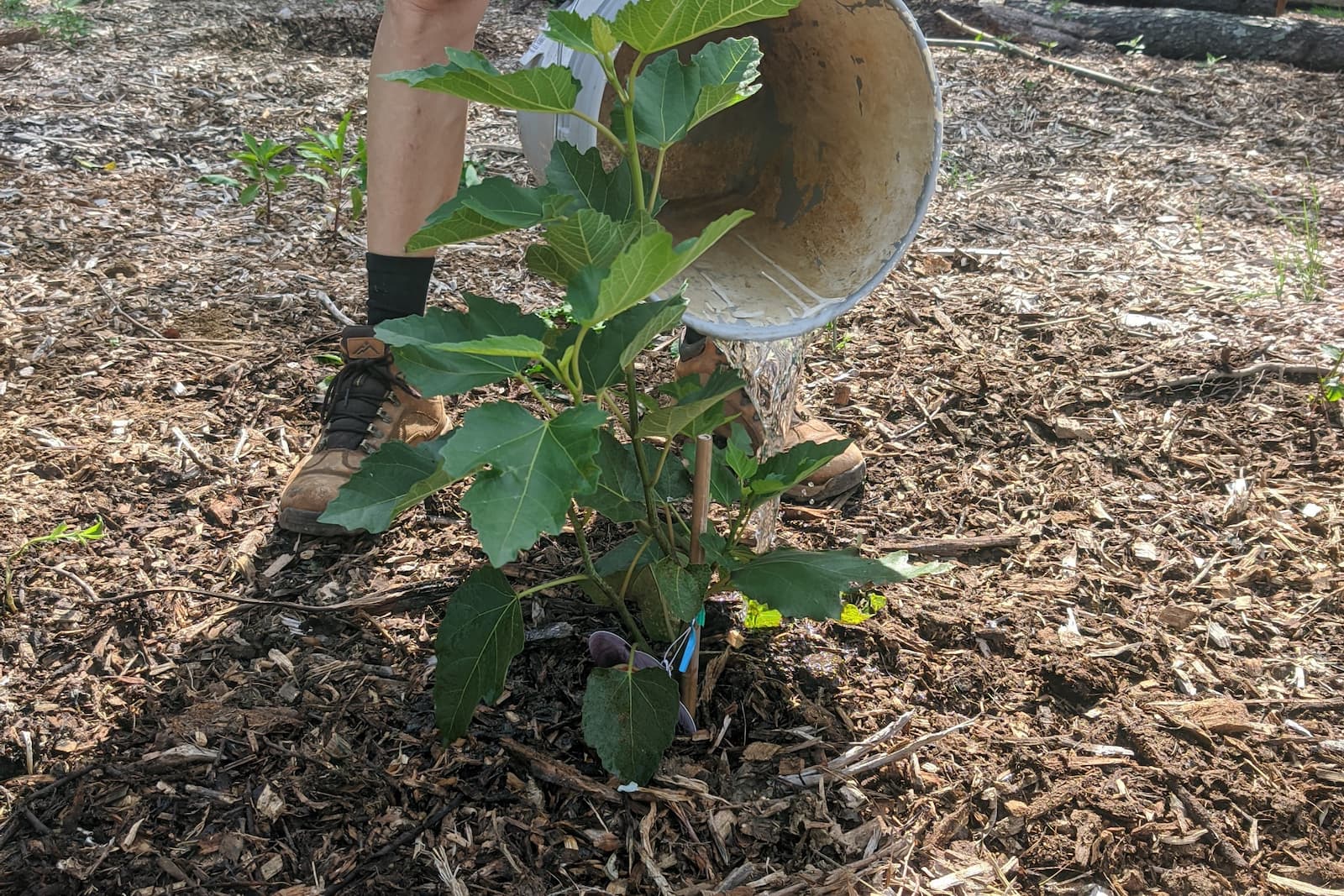 chose the place where to plant the tree