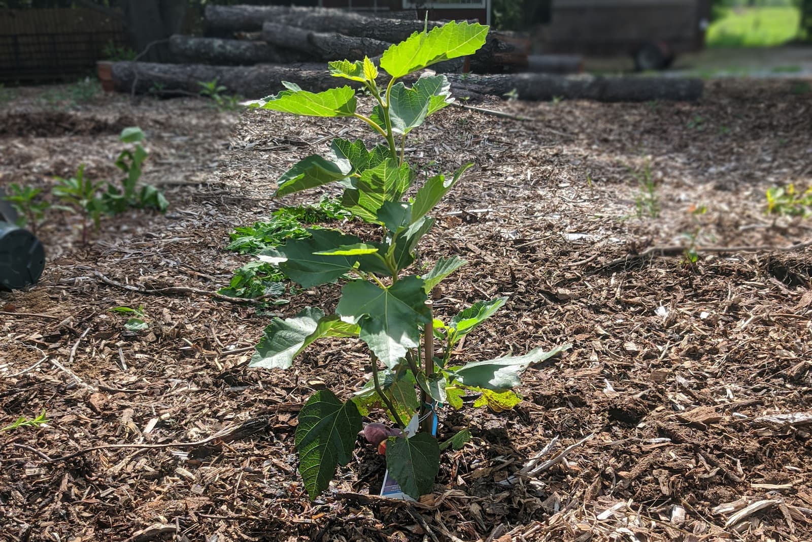 chose the place where to plant the tree