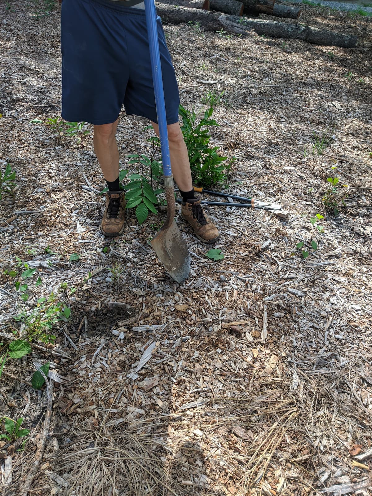 chose the place where to plant the tree