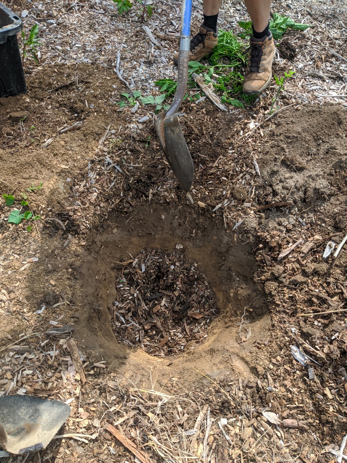 chose the place where to plant the tree