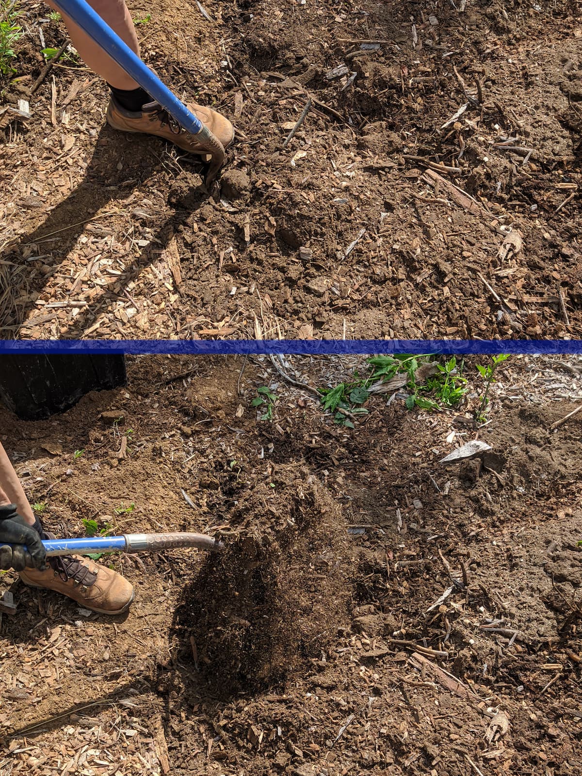 chose the place where to plant the tree