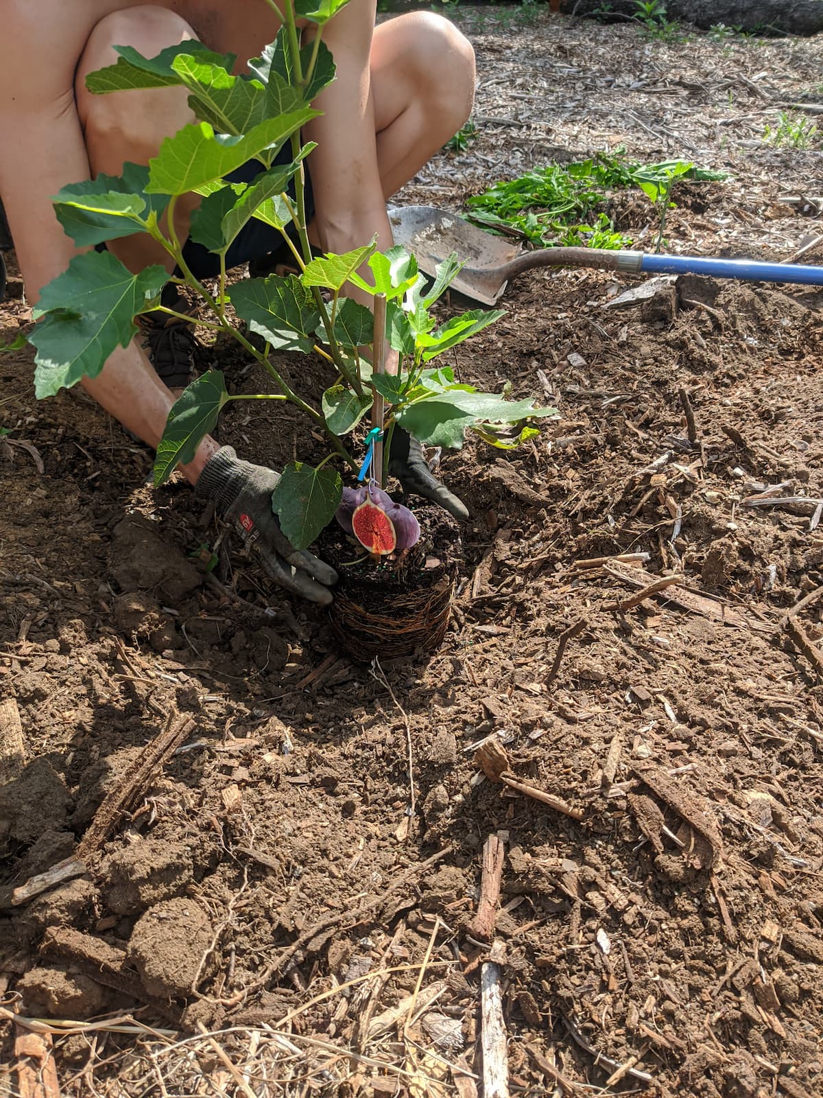 chose the place where to plant the tree